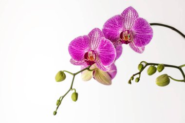 Beyaz arka planda izole edilmiş pembe eflatun phalaenopsis orkide çiçekleri dalları. Horisontal. Duvar Kağıdı.