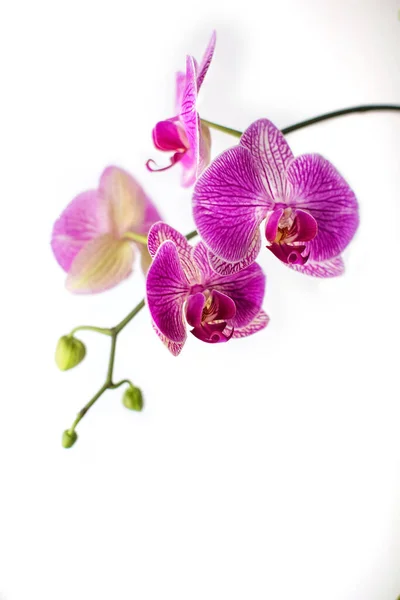 Virágzó Rózsaszín Bíbor Phalaenopsis Orchidea Virágok Elszigetelt Fehér Alapon Függőleges — Stock Fotó