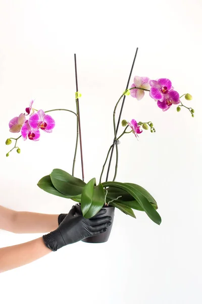Mãos Luvas Pretas Segurar Dando Pote Flor Rosa Magenta Falaenopsis — Fotografia de Stock