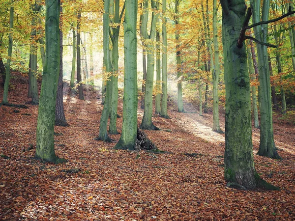çok güzel bir sabah sonbahar orman