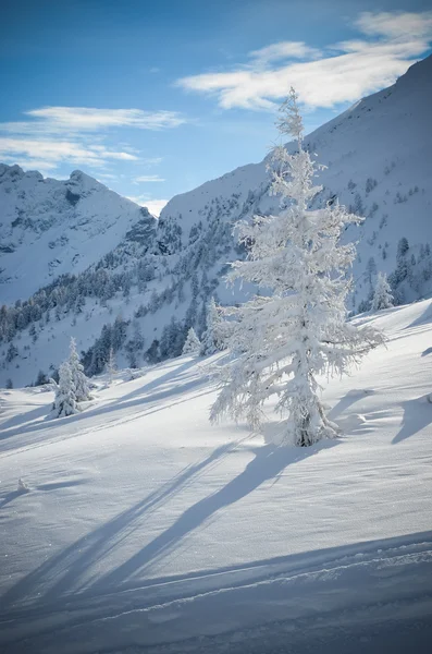 Beautiful view of the snow-covered spruce and mountains in winter — Stock Photo, Image