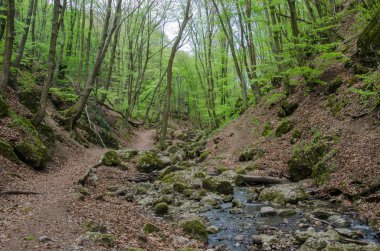 Orman ve pitoresk bir geçit bahar Nehri
