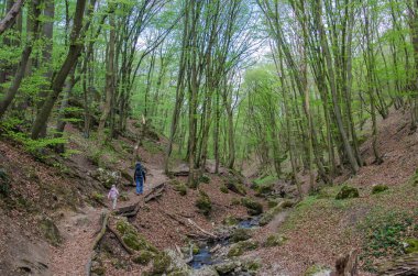 Orman ve pitoresk bir geçit bahar Nehri