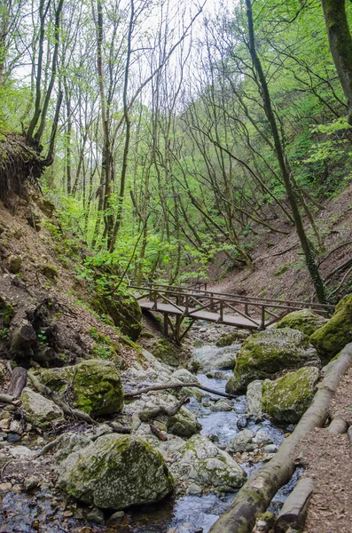 Wald und Fluss in einer malerischen Schlucht im Frühling — Stockfoto