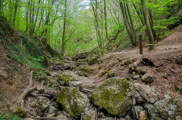 Foresta e fiume in una pittoresca gola in primavera — Foto Stock