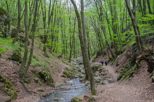 Лес и река в живописном ущелье весной — стоковое фото