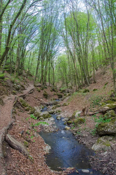 Wald und Fluss in einer malerischen Schlucht im Frühling — Stockfoto