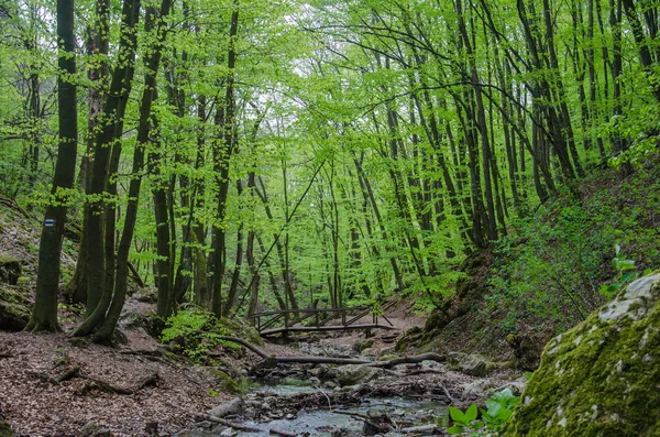 Orman ve pitoresk bir geçit bahar Nehri