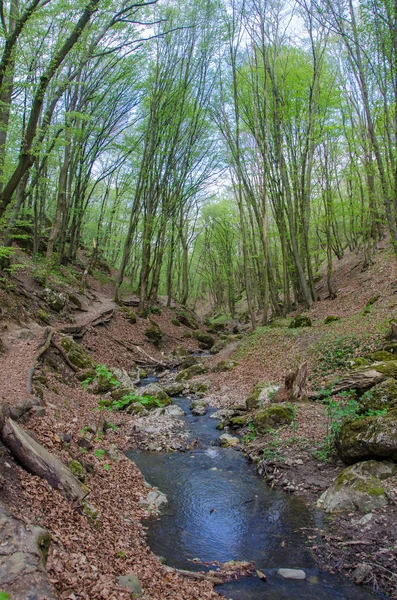 Wald und Fluss in einer malerischen Schlucht im Frühling — Stockfoto