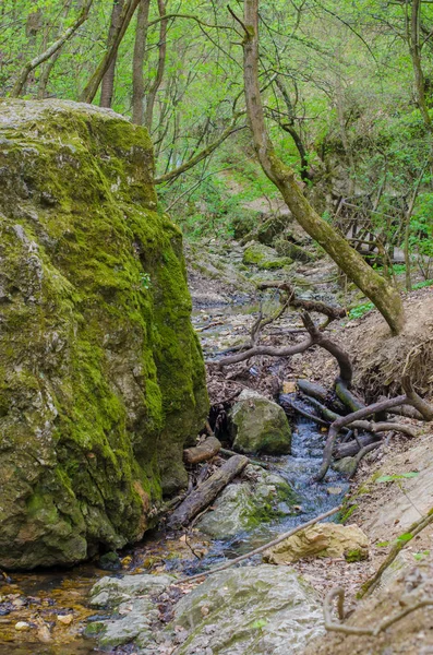 Floresta e rio num desfiladeiro pitoresco na primavera — Fotografia de Stock