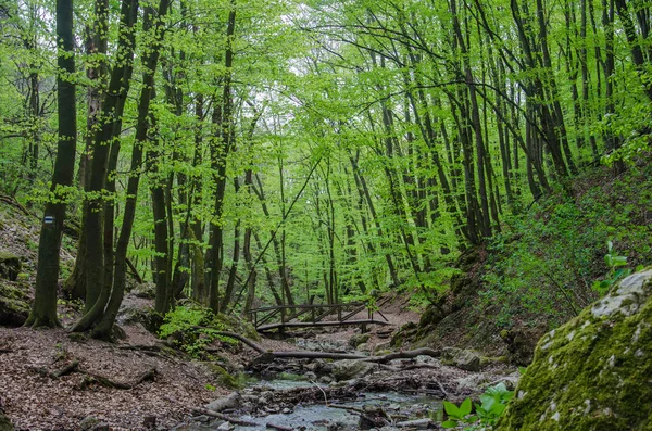 Forêt et rivière dans une gorge pittoresque au printemps Photo De Stock