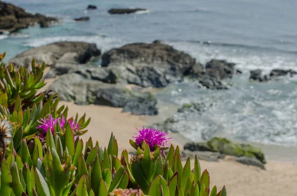 Gros plan d'une plante de couverture végétale côtière qui fleurit au printemps — Photo