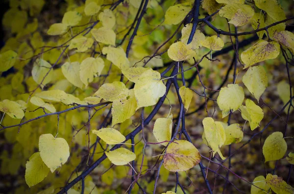 Foglie di autunno di tiglio — Foto Stock