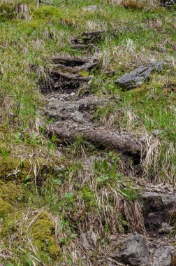 Kütüklerden yapılmış ormanda iz