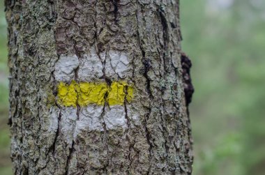 Ormandaki ağaç üzerinde deneme işareti