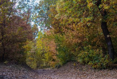 Buda tepelerindeki ormanlarda, çalılarda ve ağaçlarda