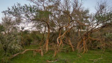 Raices de arboles sobresaliendo de la tierra en un campo de hierba verde. Arboles en crecimiento. Paisaje doğaldır. 