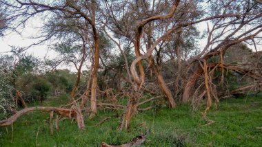 Arboles sobresaliendo de la tierra en un campo de hierba verde. Arboles en crecimiento. Paisaje doğal de arboles üzümleri.