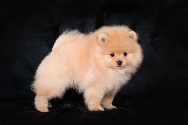 Siyah bir arka plan üzerinde kabarık köpek