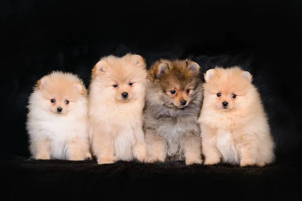 Birkaç yavru bir siyah arka plan üzerine kapatın