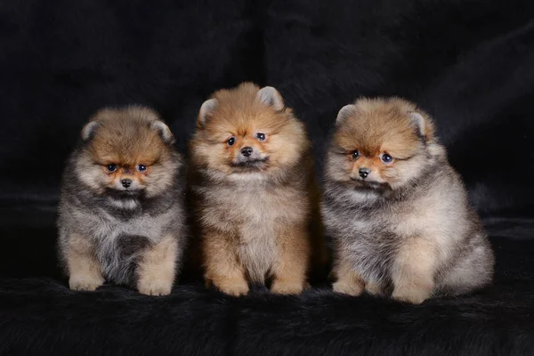 Birkaç yavru bir siyah arka plan üzerine kapatın