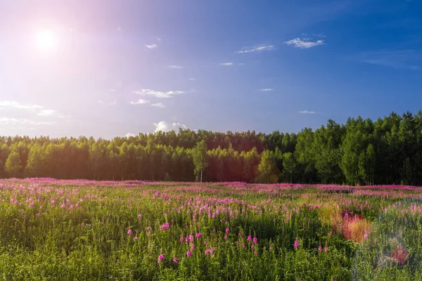 Yazın güzel doğası
