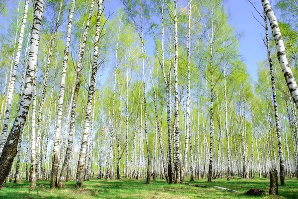 Yazın güzel doğası