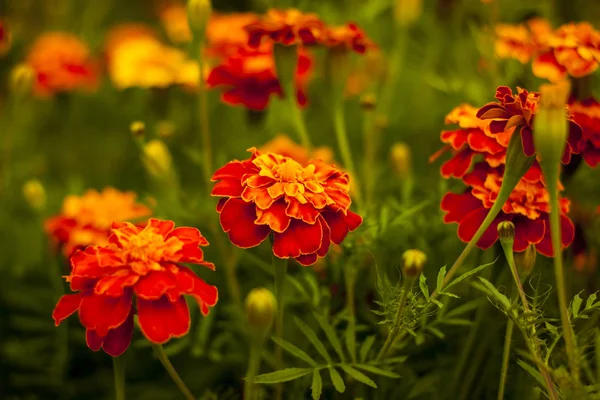 Flowers in the park on the altei — Stock Photo, Image