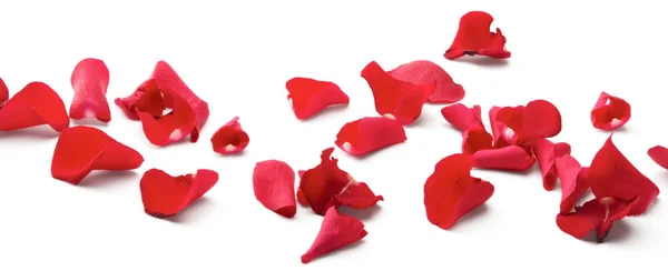 Red rose petals isolated on white background — Stock Photo, Image