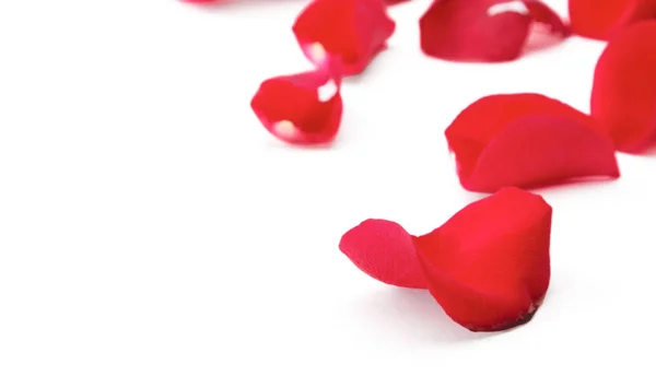 Pétalas de rosa vermelha isoladas no fundo branco — Fotografia de Stock