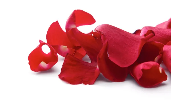白色背景下的红玫瑰花瓣 — 图库照片
