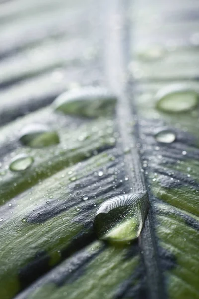 Gotas de agua sobre hoja verde fresca en blanco — Foto de Stock