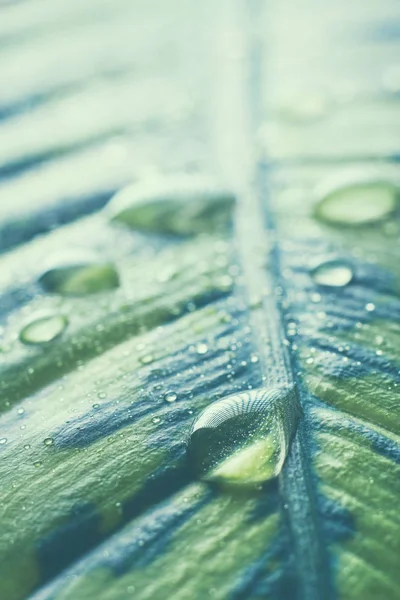 Wassertropfen auf frischem grünen Blatt in weiß — Stockfoto