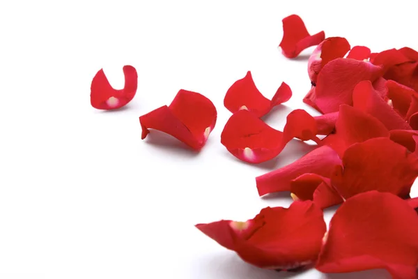 Red rose petals isolated on white background — Stock Photo, Image