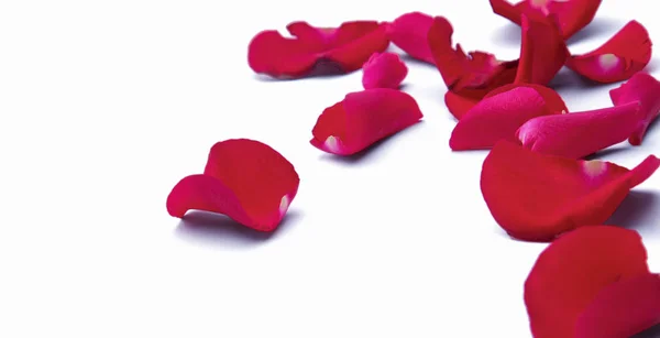 Red rose petals isolated on white background — Stock Photo, Image