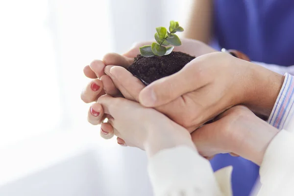 Eine Gruppe Geschäftsleute hält einen frischen jungen Spross in der Hand. Symbol für ein wachsendes und grünes Geschäft — Stockfoto