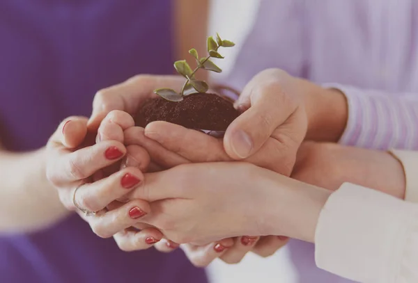 Grupo de manos de negocios sosteniendo un brote joven y fresco. Símbolo de negocio creciente y verde — Foto de Stock