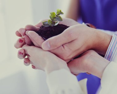 Bir grup iş adamı taze bir filizi tutuyor. Büyüyen ve yeşil ticaretin sembolü