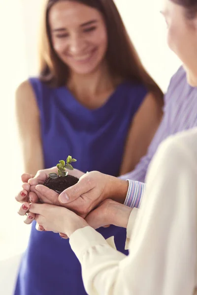 Grupo de manos de negocios sosteniendo un brote joven y fresco. Símbolo de negocio creciente y verde — Foto de Stock