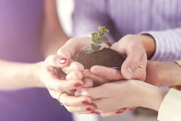 Eine Gruppe Geschäftsleute hält einen frischen jungen Spross in der Hand. Symbol für ein wachsendes und grünes Geschäft — Stockfoto