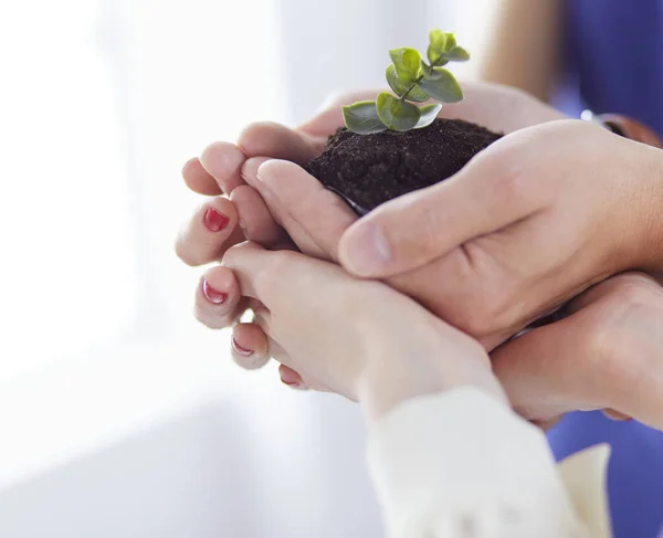 Eine Gruppe Geschäftsleute hält einen frischen jungen Spross in der Hand. Symbol für ein wachsendes und grünes Geschäft — Stockfoto