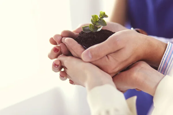 Eine Gruppe Geschäftsleute hält einen frischen jungen Spross in der Hand. Symbol für ein wachsendes und grünes Geschäft — Stockfoto