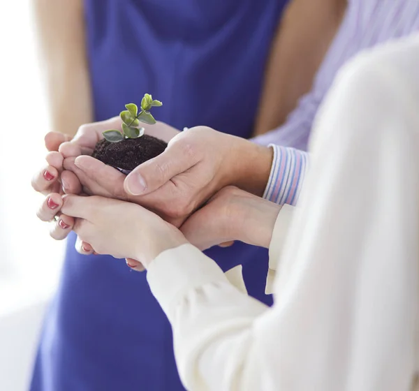 Eine Gruppe Geschäftsleute hält einen frischen jungen Spross in der Hand. Symbol für ein wachsendes und grünes Geschäft — Stockfoto