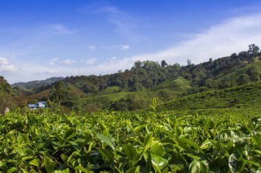 Malezya yeşil manzaralı çay tarlası