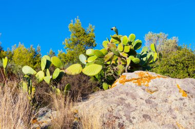 Dikenli armut kaktüsünü kapat.