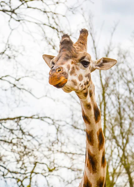 Carino testa di giraffa con sguardo curioso masticare — Foto Stock