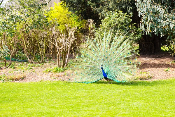 Male peacock with spread tail feathers — Stock Photo, Image