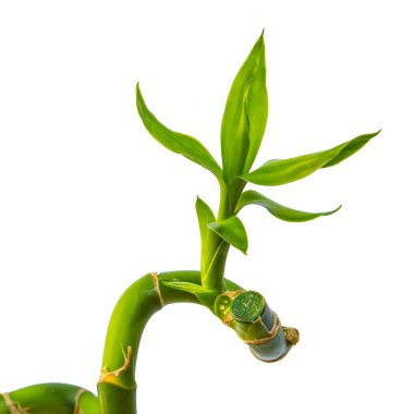 Yeşil Bambu yaprak üzerinde beyaz izole