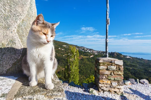 Kedi ve dağ panorama