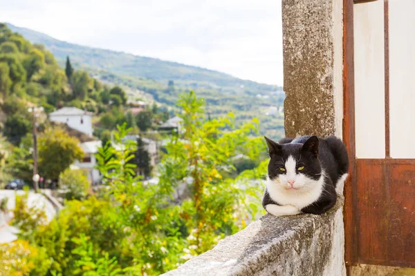 Cat and aerial view of greek village — Stock Photo, Image